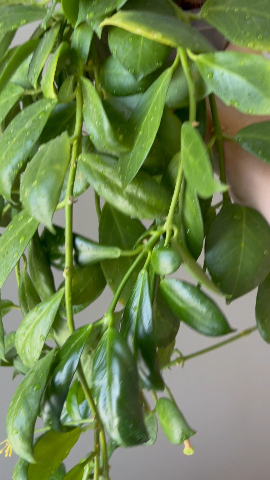 Did you know that #hoyaobscura is the mother to Hoya cv Sunrise?

Liz’s personal care experience only…every environment is different:
🪴Light: grow lights 
🪴Water: when dry
🪴Avg Temp last 30 days: 74F
🪴Relative Humidity last 30 days: 45%
🪴Fussy: not for me
🪴Rate of growth: medium 
🪴Rareness: not rare
🪴Pot size: 5”
🪴Potting Mix: coco husk with my coco coir rooting mix added in 
🪴Fertilizer: I apply a nutrient-rich fertilizer tailored for Hoyas approximately every other watering when the plant isn’t dormant. It’s packed with essential macro and micronutrients, it’s the best I’ve found for hoyas!
🪴Rooting Method: in my custom coco coir mix in a clear plastic prop box on top of a heat mat, under a strong grow light.
🪴Time In My Care: 4+ years
🌸Age until 1st bloom: in its 2nd year after propagation 
🪴Would Liz recommend this one: yes

#ilovehoyas #hoyacollector #hoyahead #hoyaappreciation #hoyacollection #plantsmakemehappy #ihavethisthingwithplants #hoya #easilydistractedbyplants #hoyacollection #waxplant #house of Hoya 

#LTKHome #LTKFindsUnder100 #LTKFindsUnder50