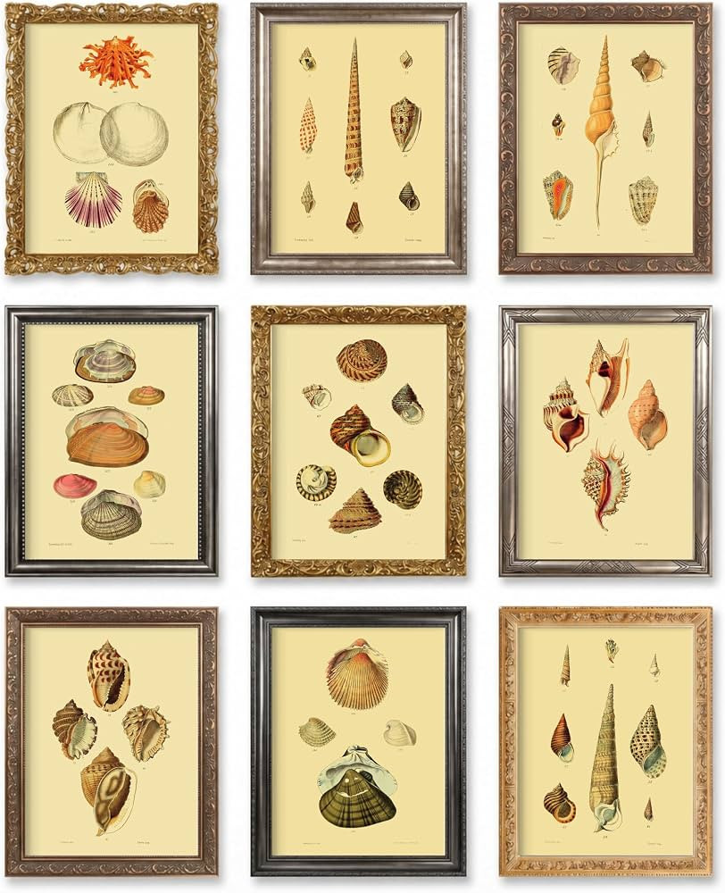 Vintage Sea Shell Beach Ocean Wall Art Prints by Ink Inc. | Set of 9 5x7 Unframed | Amazon (US)