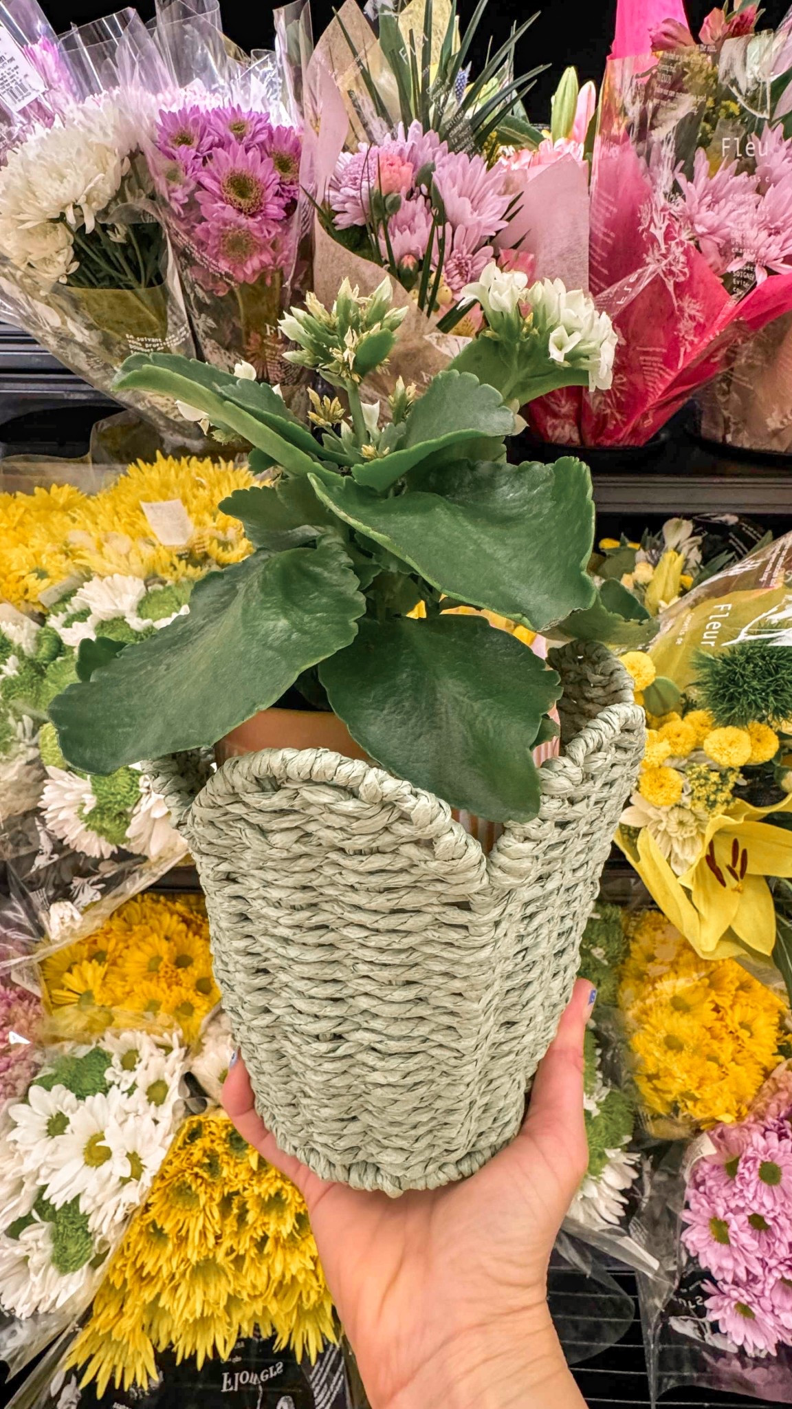 Scalloped jute planter: simple, cute, and versatile. ✨ Perfect for any space. 🌿

#LTKSpringSale #LTKSeasonal #LTKHome