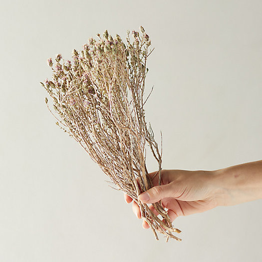 Dried Blooming Thyme Bunch | Terrain