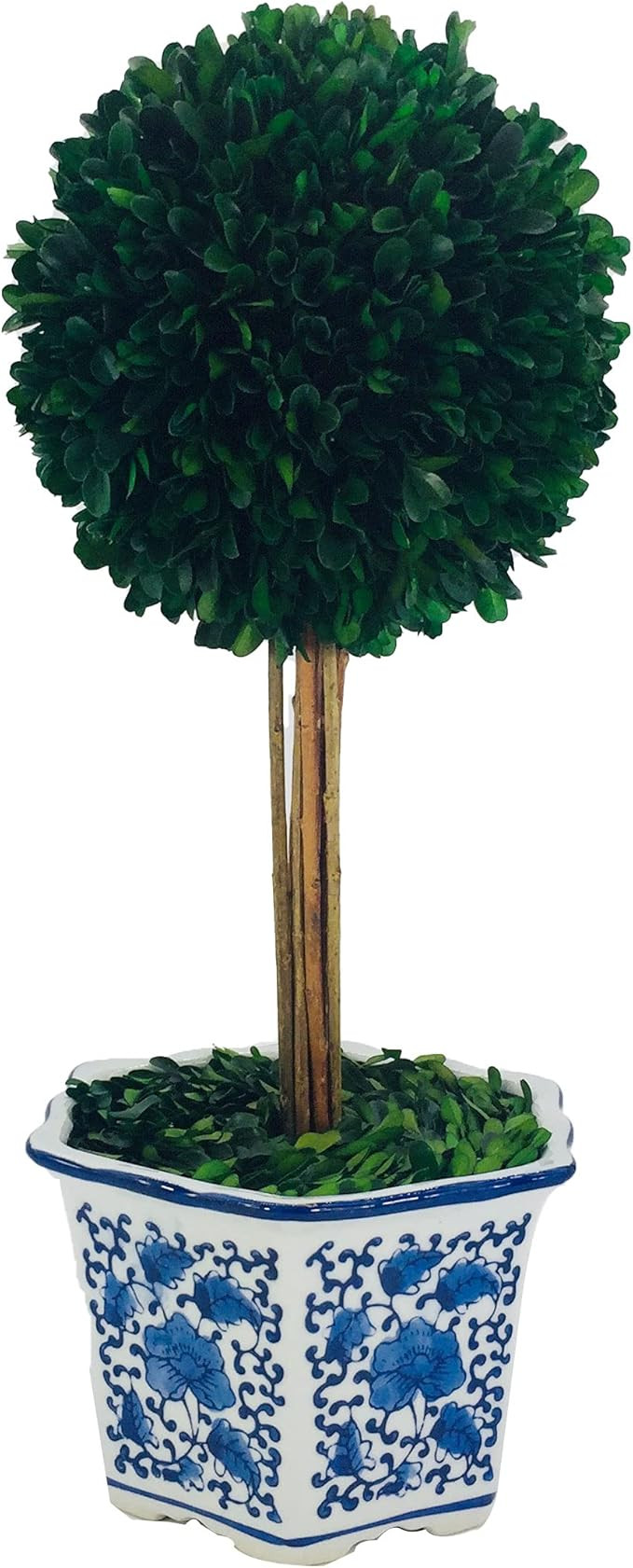Galt International Preserved Boxwood Topiary Tree in Ceramic Pot - Plant and Table Centerpiece - ... | Amazon (US)