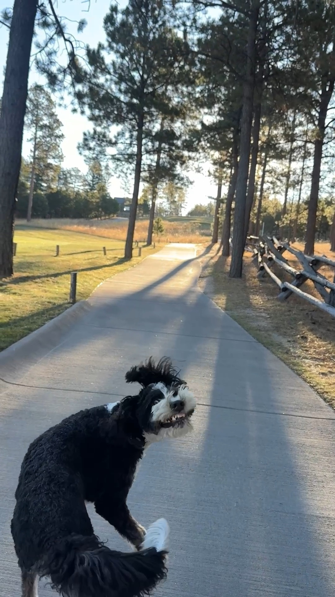 Linking some of my favorite leggings and hoodies to take Lulu out for her daily walks! Starting to get cold enough for boots and a parka!


#LTKPets #LTKdayinmylife #LTKActive