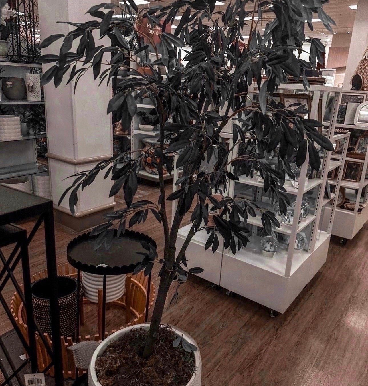 Found the perfect "forever" greenery! 🌿 This olive tree adds that high-end designer look without the maintenance. Perfect for filling that empty corner in your living room or entryway.

#LTKHome