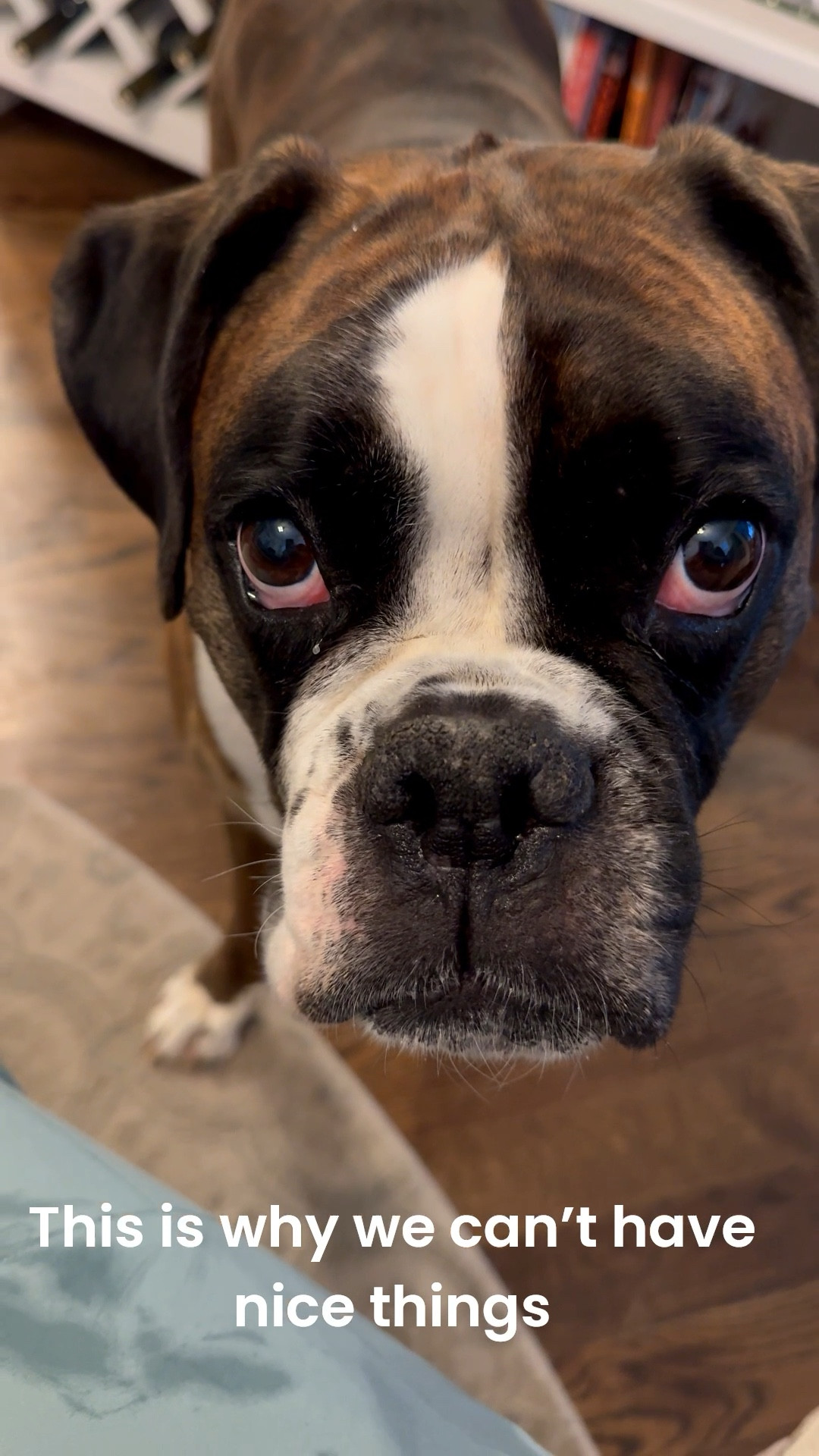 But he’s a sweetheart so we deal with it!  

Dogs, boxer dogs, jogger pants, athletic pants, pants that are easy to clean 


#LTKMidsize #LTKFindsUnder50 #LTKOver40