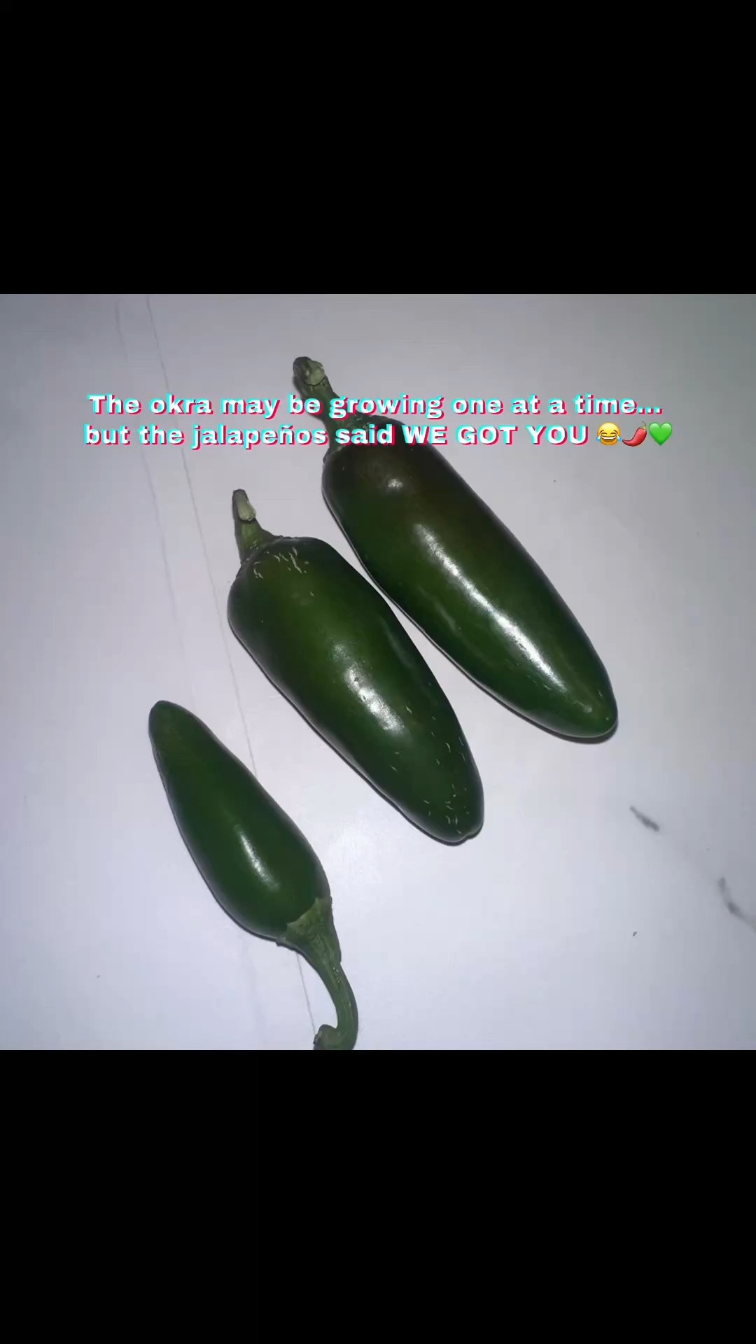 The garden said, “Don’t give up on me yet.” 😂🌱🌶️
Finally getting a little harvest! These jalapeños understood the assignment. 💚

Now if the rest of the garden could get on board… 😂

 #GardenTok #HomeGarden #GardenHarvest #JalapenoPeppers #GrowYourOwnFood

#LTKdayinmylife #LTKHome