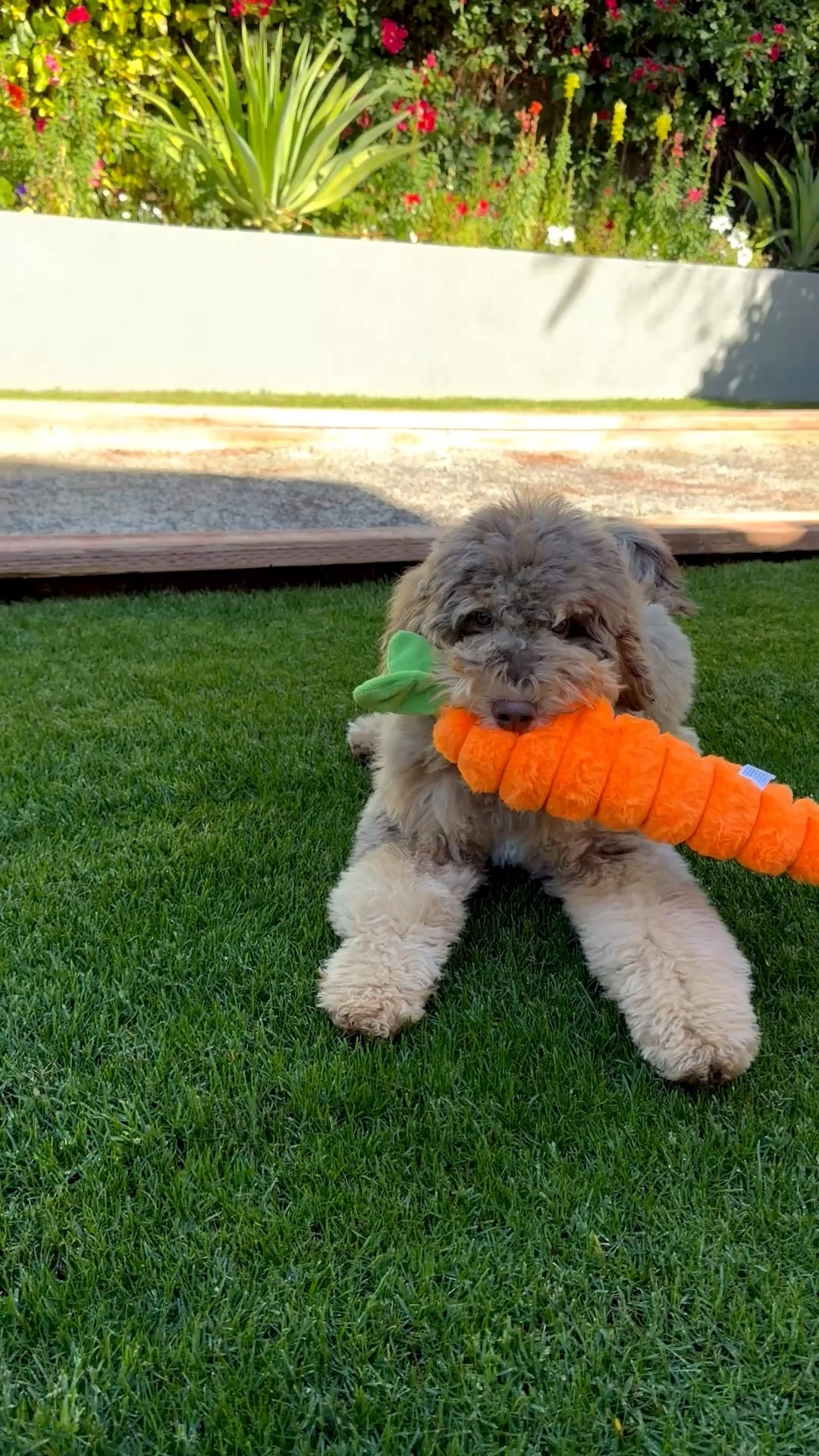 Teddy loves her new dog toy! Carrot toy for puppy Easter basket.

#LTKSaleAlert #LTKHome #LTKdayinmylife