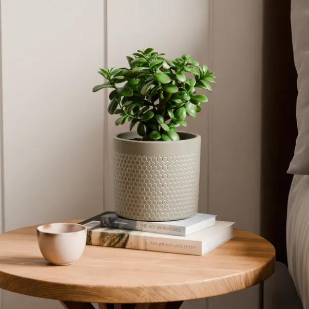 Jade House Plant in Capri Pot | Dunelm (migrated)
