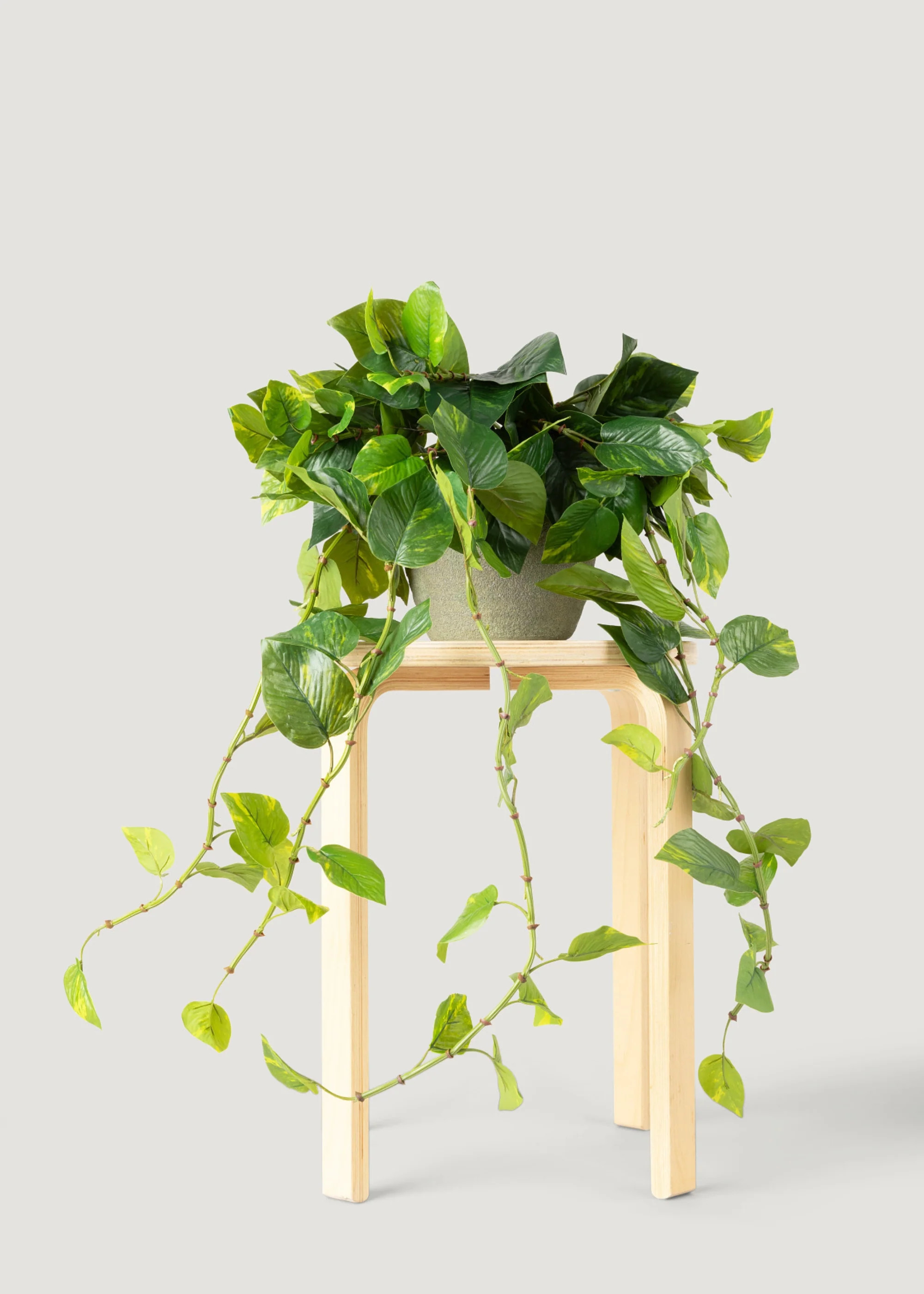 Real Touch Hanging Fake Plant | Natural Touch Faux Houseplants Afloral | Afloral