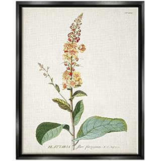 Stupell Industries Botanical Plant Illustration Flowers Vintage Design Black Framed Wall Art, Mul... | Amazon (US)