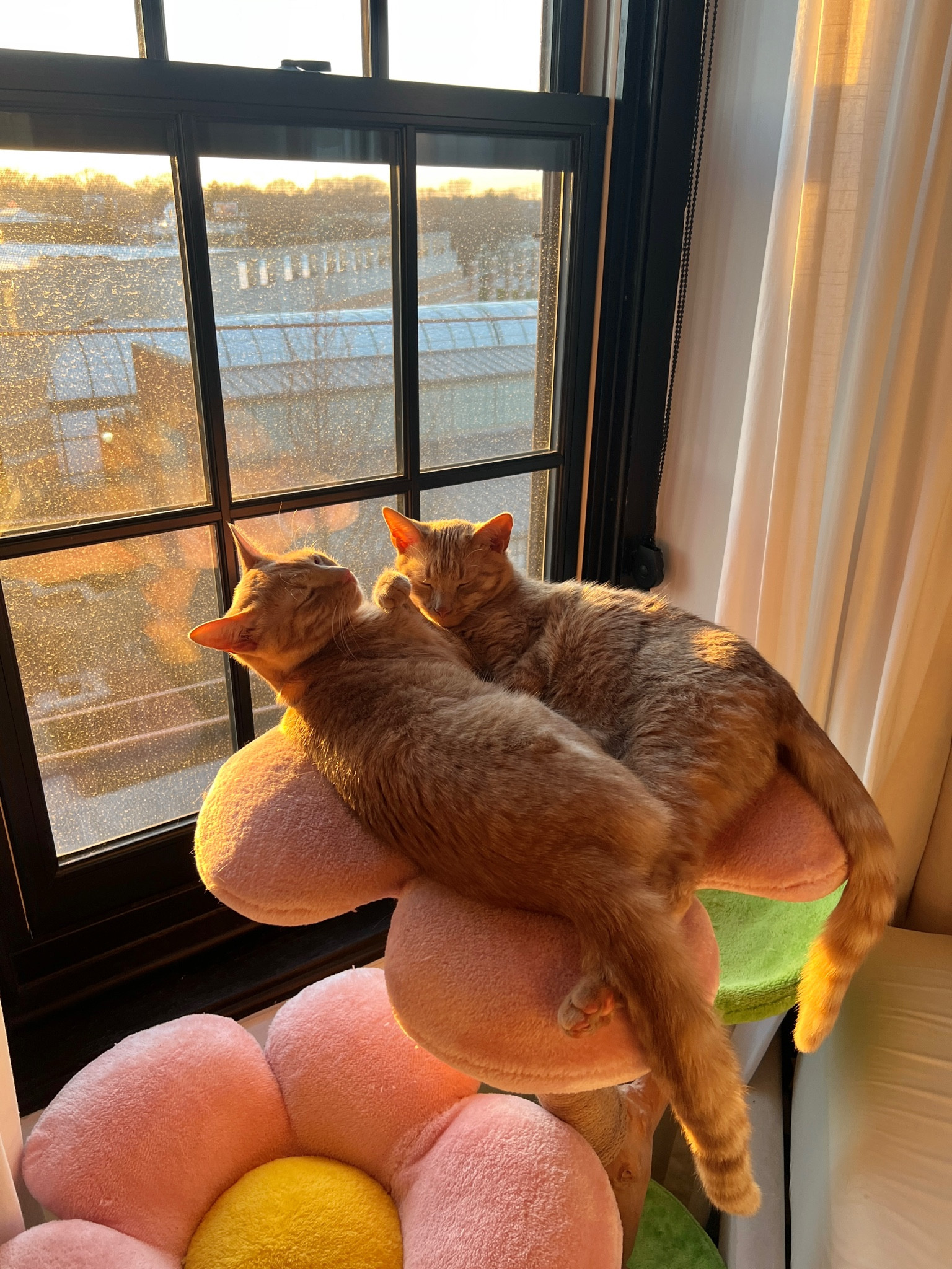 the twins will never get enough of their floral cat tree! they are always sleeping here🥹

#LTKfamily #LTKhome #LTKFind