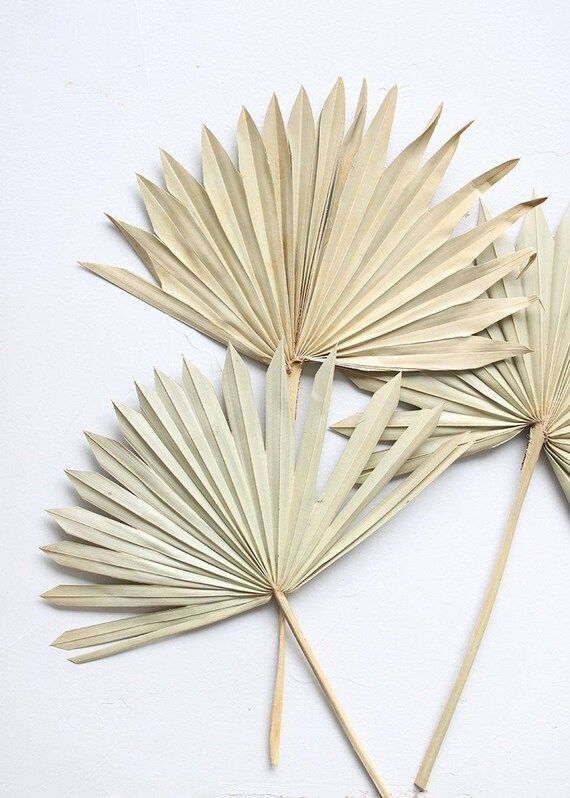 Premium Dried Palm Leaf Bleached | Sun Palm | Fall Home Decor | Wedding Decor | Boho Wedding | Etsy (US)