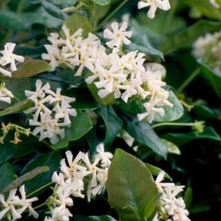 FLOWERWOOD 2.5 gal. Confederate Jasmine (Star Jasmine) Live Vine Plant with White Fragrant Blooms... | The Home Depot