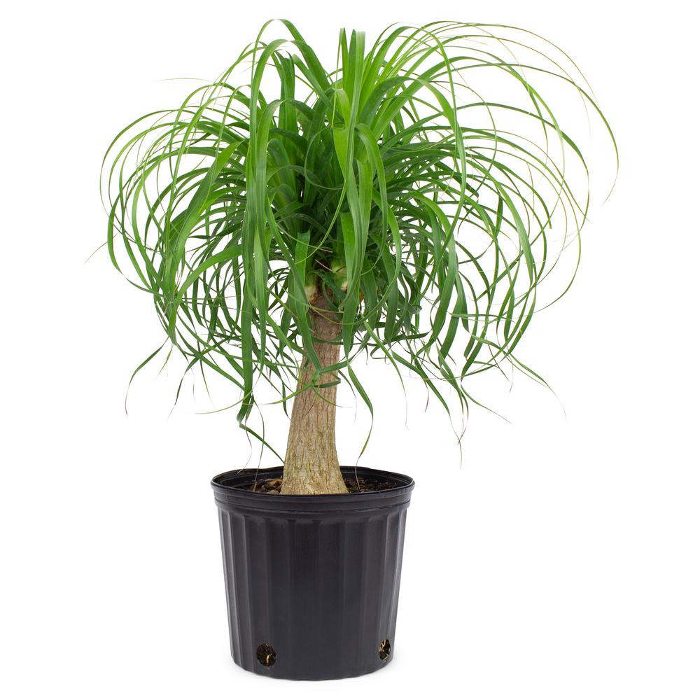 Pure Beauty Farms 1.9 Gal. Elephant's Foot Ponytail Palm Plant in 9.25 in. Grower Pot | The Home Depot
