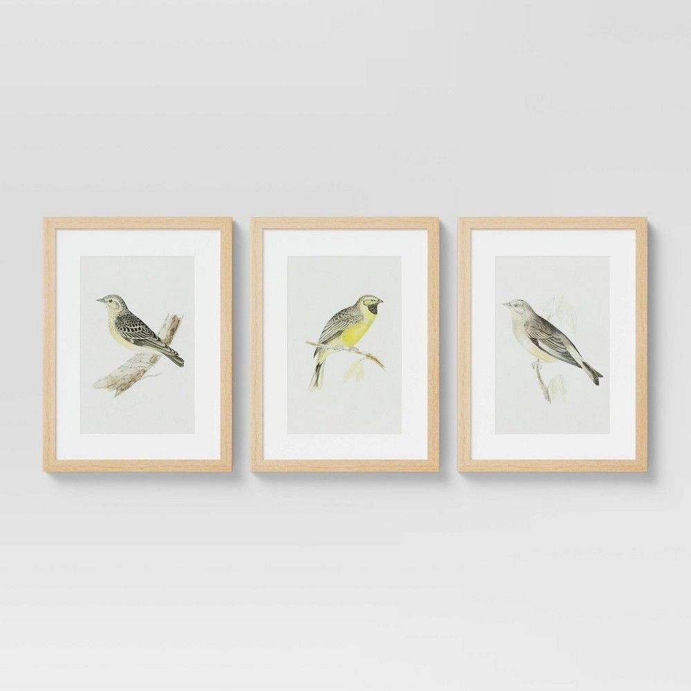 (Set of 3) 12"" x 16"" Birds Framed Under Glass - Threshold | Target