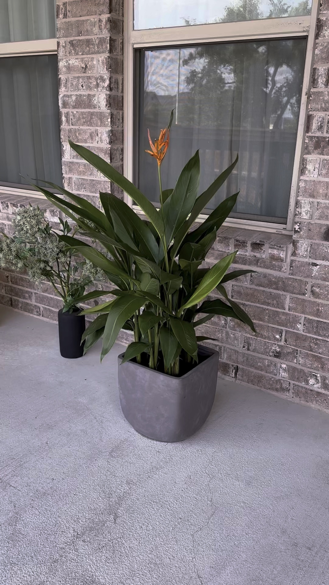 Lowe’s has been very thing I needed to repot this plant! 

#LTKOver40 #LTKFindsUnder100 #LTKFamily