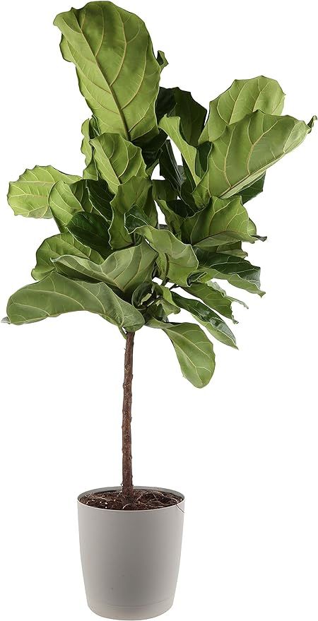 Costa Farms Live Ficus Lyrata, Fiddle-Leaf Fig, Indoor Tree, 4-Feet Tall, Ships in Gray Planter, ... | Amazon (US)