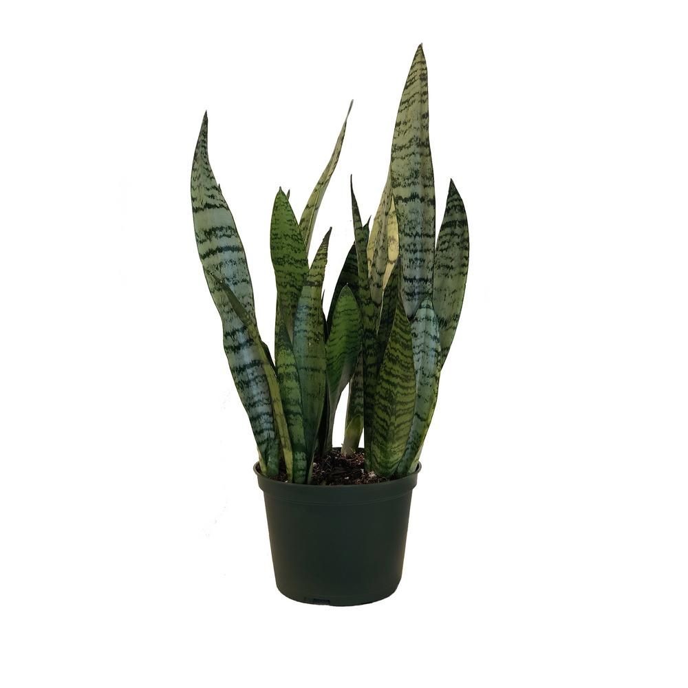 Sansevieria Zeylanica Live Indoor Snake Plant Shipped in 6 in. Grower Pot 14 in. - 22 in. Tall | The Home Depot
