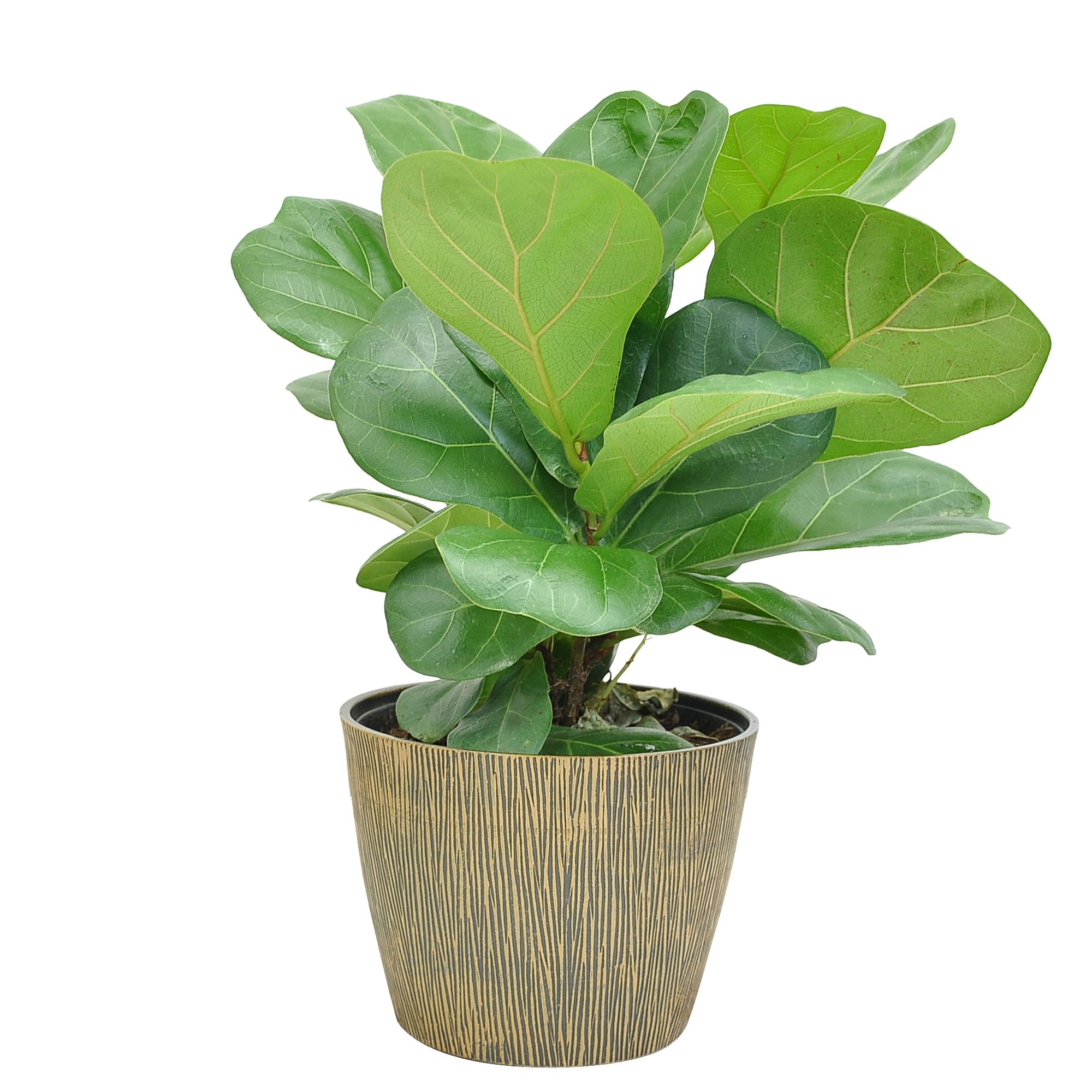 Costa Farms Live Indoor Trending Tropicals 12in Little Fiddle Leaf Fig | Walmart (US)