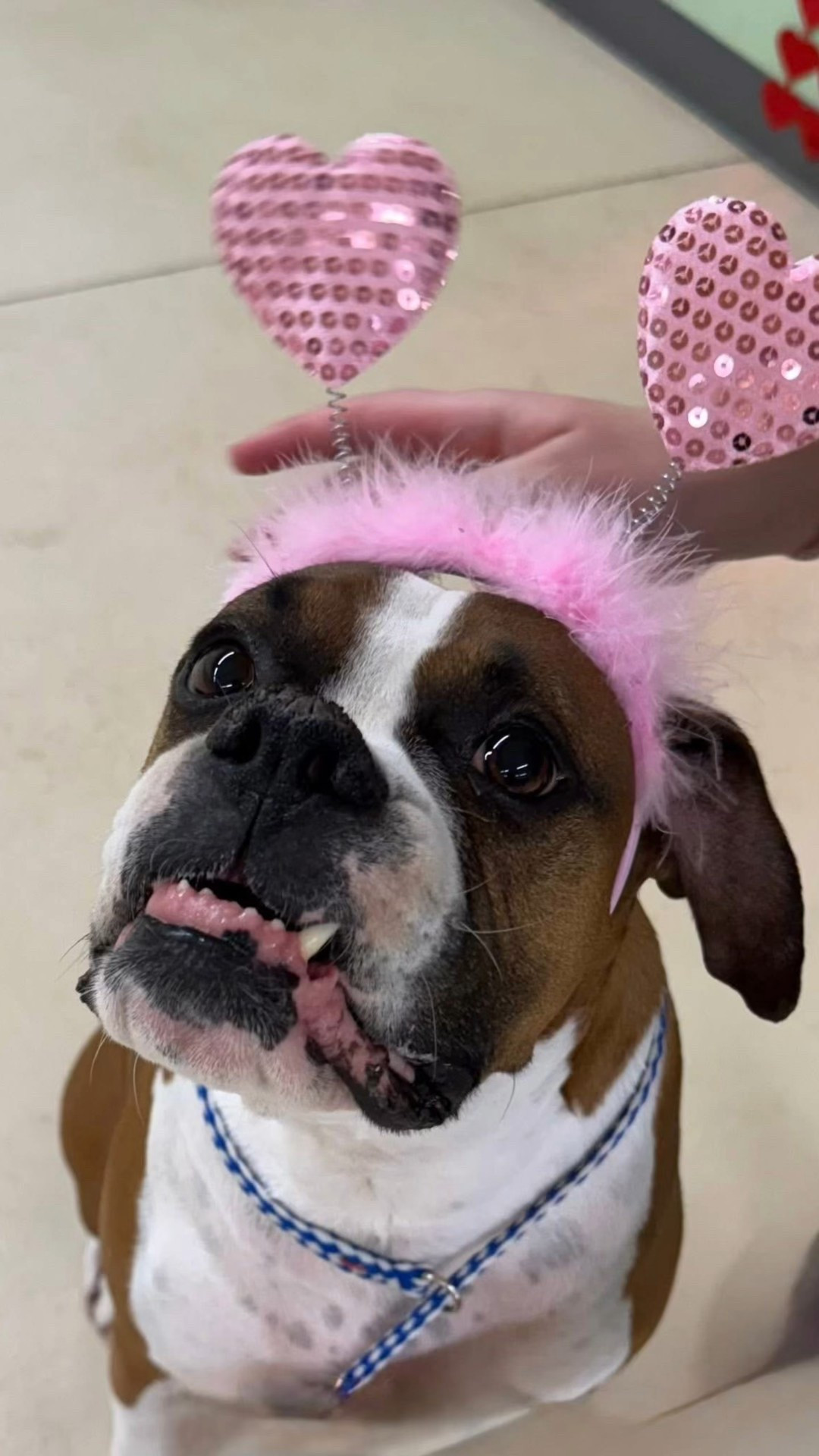 I can’t with the cuteness! 

Bruno’s doggie daycare had a Valentine’s Day Pawty!!!! All of the dogs loved it💗💗💗

#LTKdayinmylife #LTKmomlife #LTKSeasonal