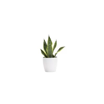 12" Live Snake Plant in Pot Thorsen's Greenhouse Base Color: White | Wayfair North America