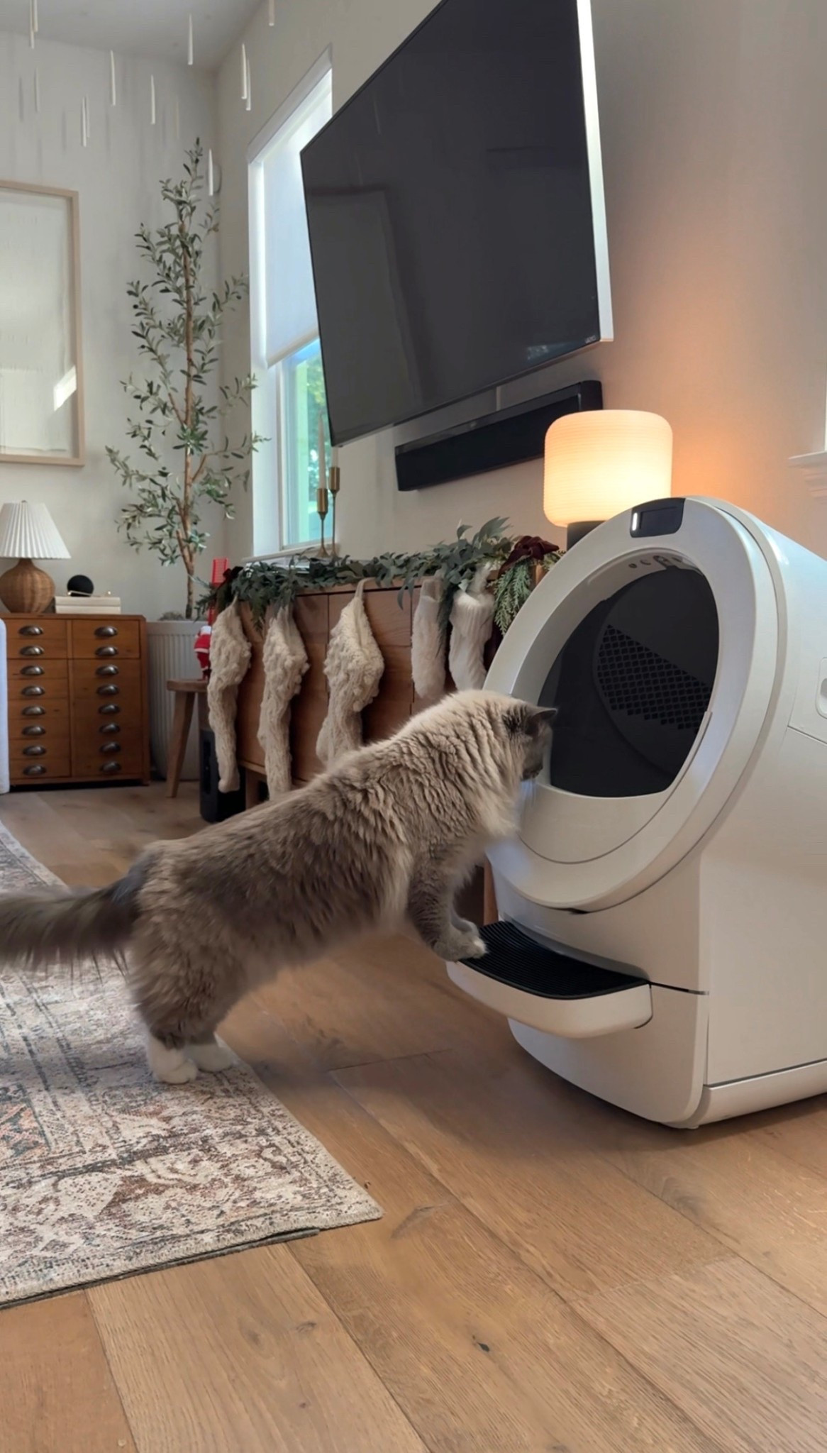 Upgraded to the Litter-Robot 5 and couldn’t be happier! 