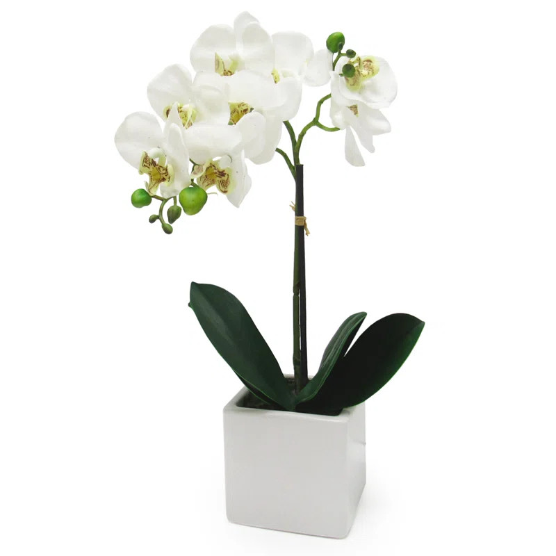 Phalaenopsis Orchid Floral Arrangement in Planter | Wayfair North America