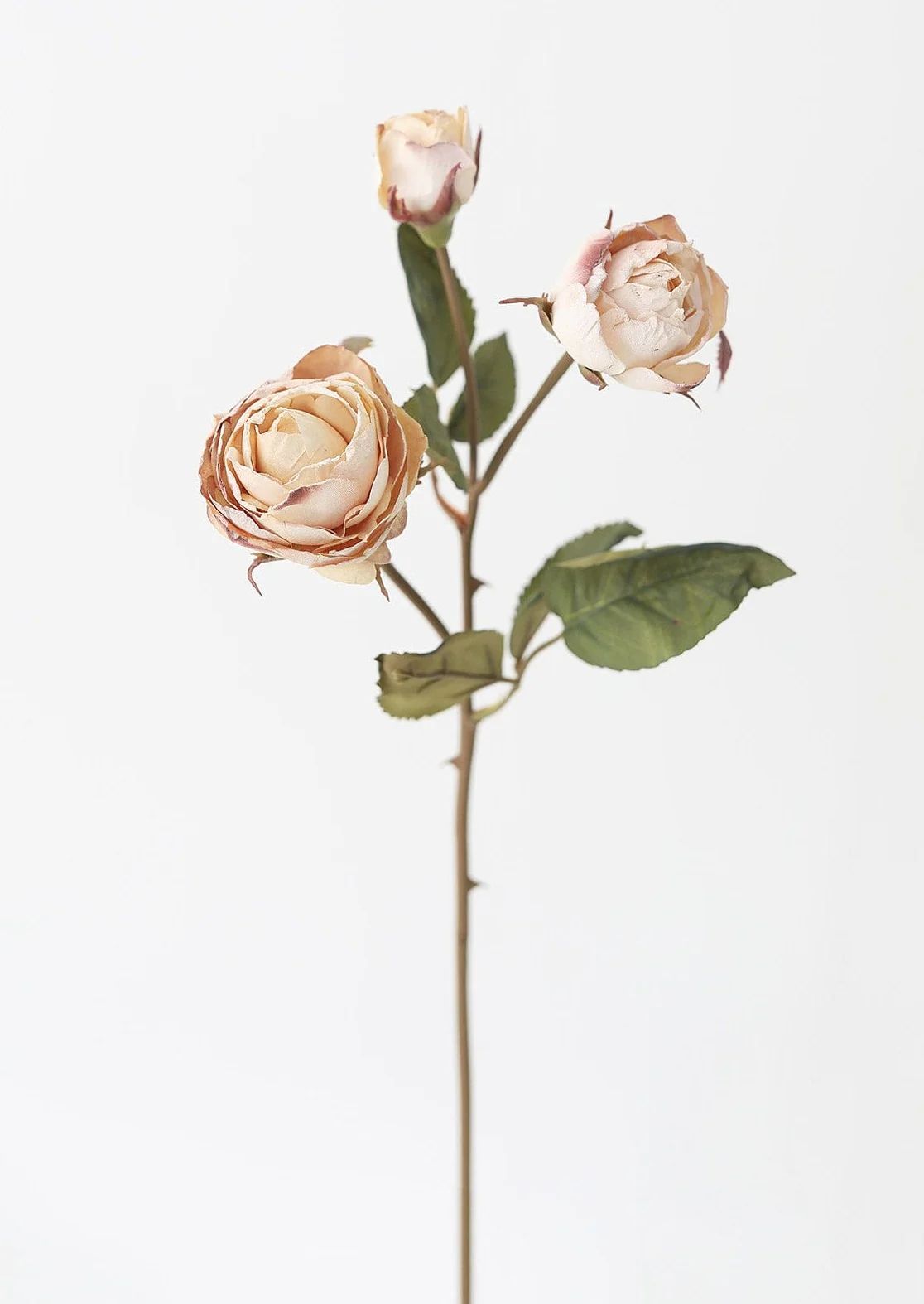 Beige Faux Dried Roses with Bud - 21" | Afloral