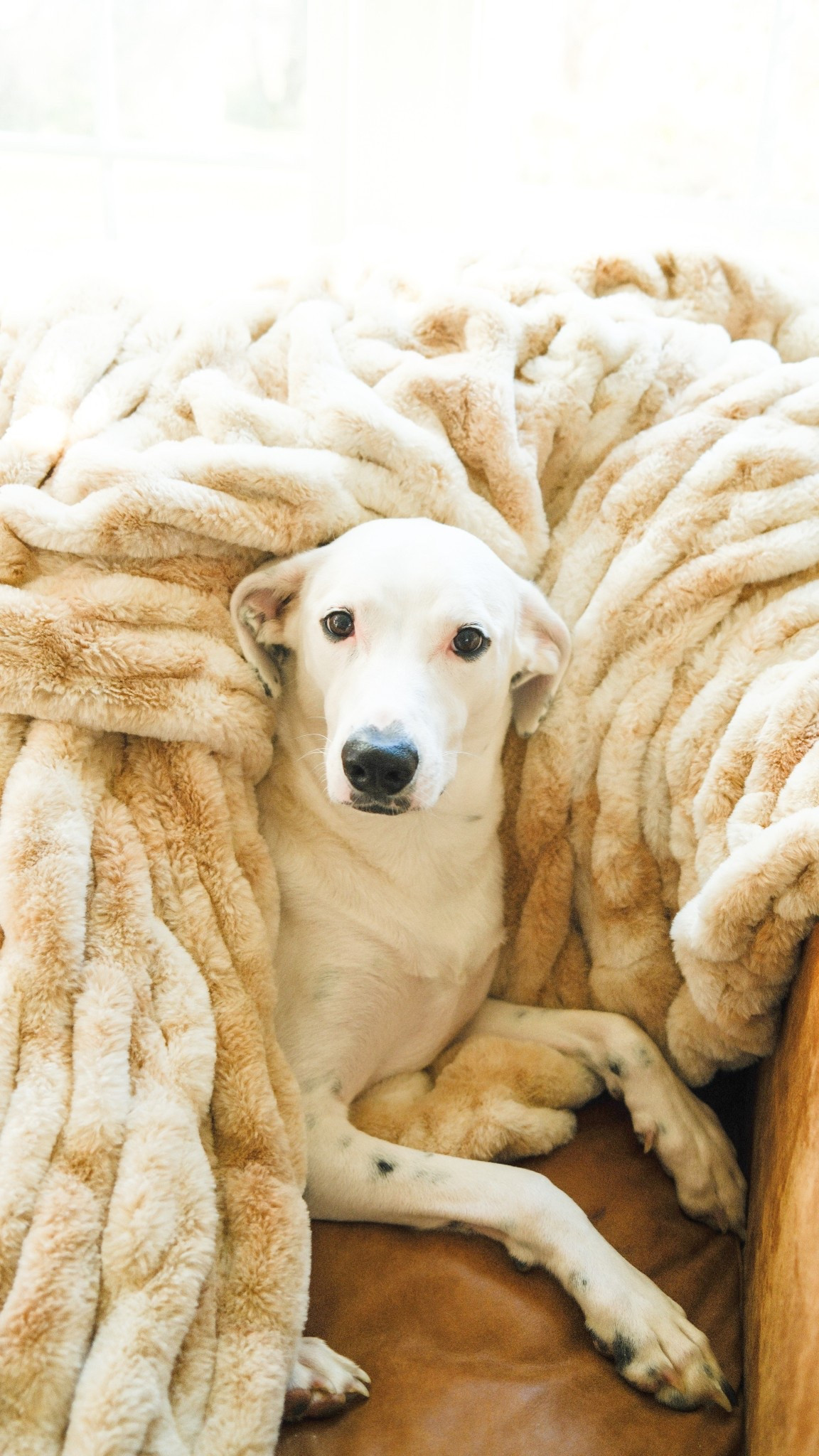 The world’s comfiest blanket 

#LTKHome #LTKSeasonal #LTKGiftGuide