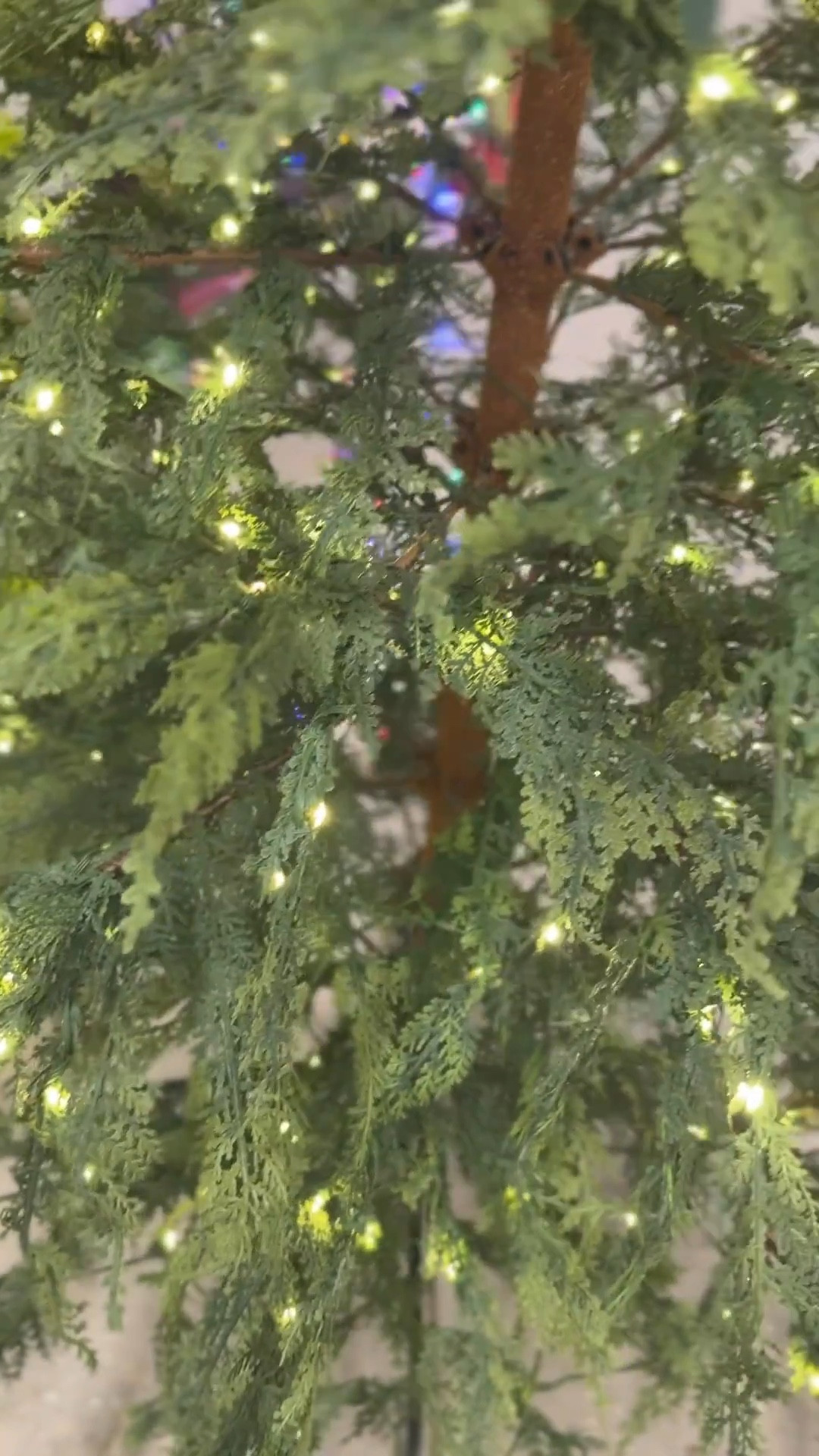 The Viral My Texas House Cypress Christmas Tree 🎄✨ – A Holiday Must-Have

It’s the Christmas tree of the year 🌟 … and it’s even more stunning in person!

The My Texas House Cypress Christmas Tree has officially gone viral – and for good reason! 🙌 Available in several sizes, this beauty is the statement piece your holiday home needs. Its lush, full branches look so realistic, you’ll be doing double takes all season long. 🎄✨ And the best part? It’s even more beautiful in person – photos don’t do it justice!

Hurry – this viral best-seller always sells out fast! Tap now to snag your size and bring the magic home before it’s gone.

#MyTexasHouse #ChristmasTreeGoals #ViralChristmasTree #HolidayBestSellers #Christmas2025Decor #ChristmasTreeInspo #HolidayHomeMagic 

 

#LTKSeasonal #LTKHome #LTKFamily