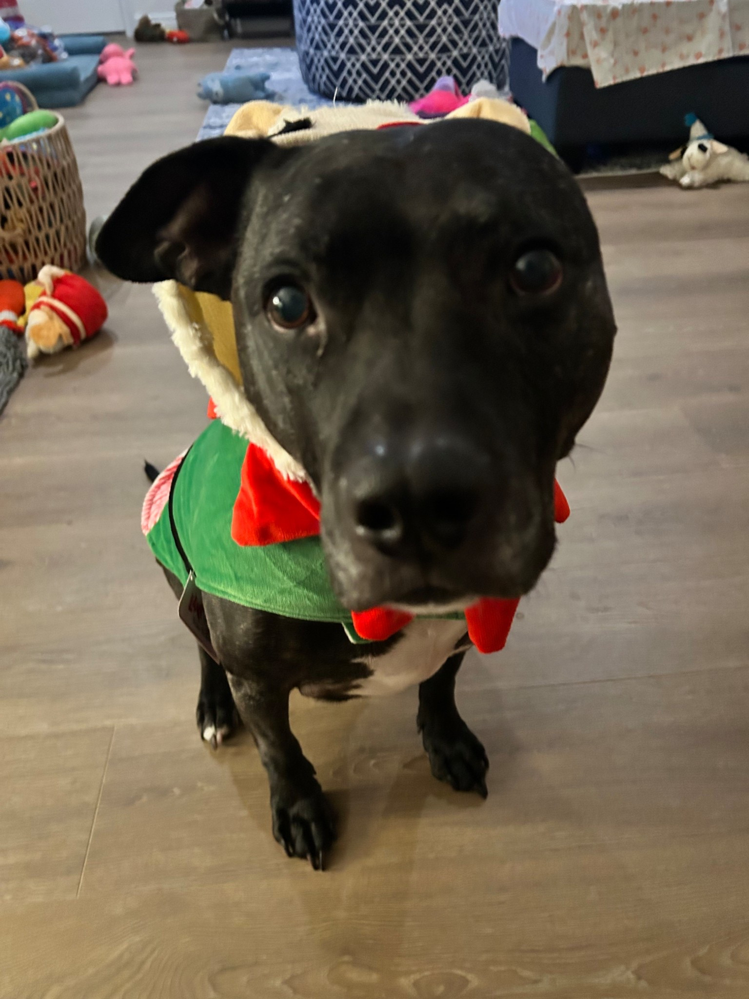 Zuma’s becomes his favorite  Lamb Chop Toy 🐑❤️ (Holiday Edition) This is the famous Lamb Chop toy Zuma lives for 😂🐑
If your pup loves plushies, this one has been a staple in our house for years. Comes in multiple sizes + perfect for gifting your dog this holiday season 🤍 all links below including his lamb chop elf outfit. 



#LTKmomlife #LTKGiftGuide #LTKHoliday