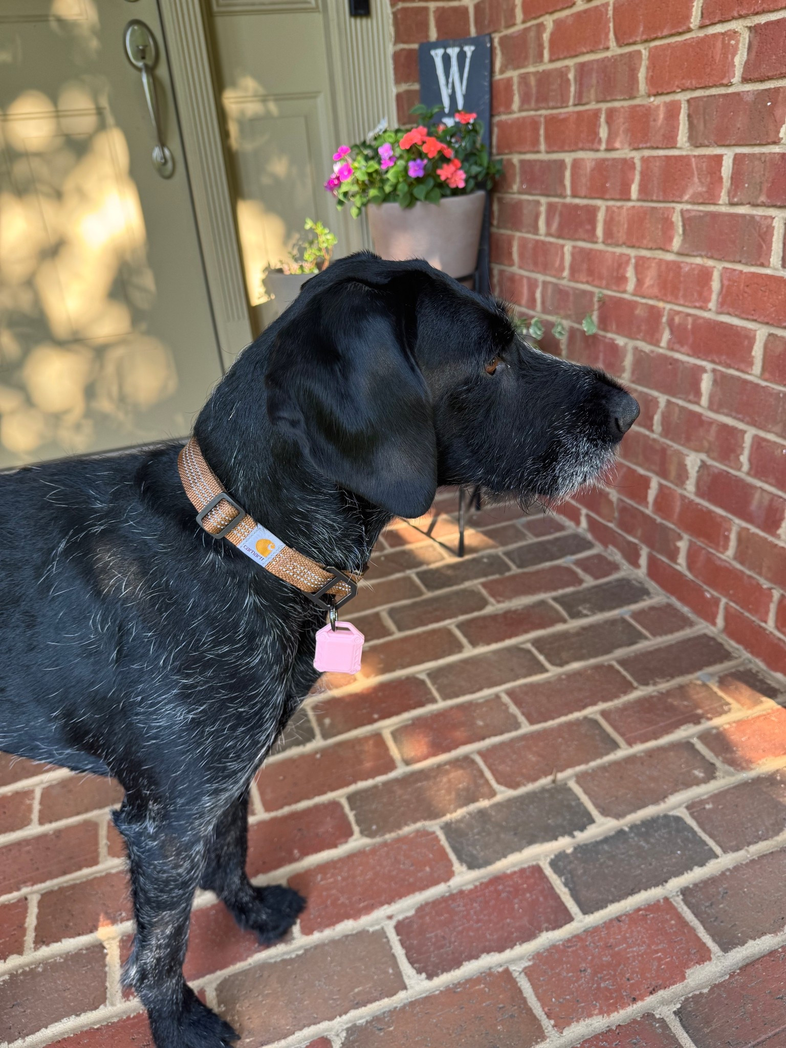 Hi, I’m Heidi! Balancing my rugged Carhartt collar with a pink air tag holder! 

#LTKFamily #LTKFindsUnder50 #LTKPets