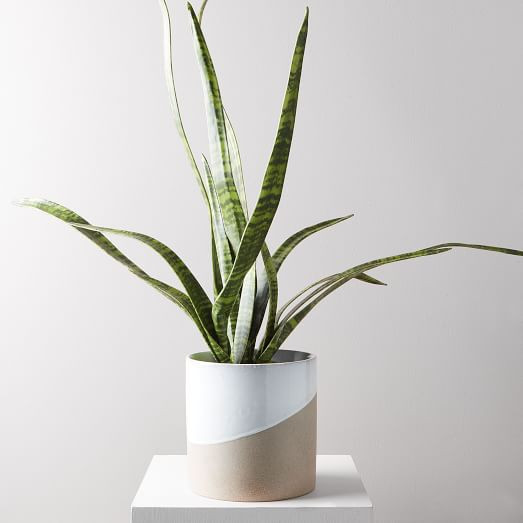 Faux Botanicals, Potted Snake Plant | West Elm (US)