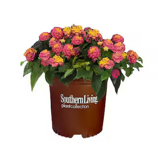 SOUTHERN LIVING 2.6 Qt. Hot Pink Little Lucky Lantana Plant with Pink and Yellow Blooms 16921 - T... | The Home Depot