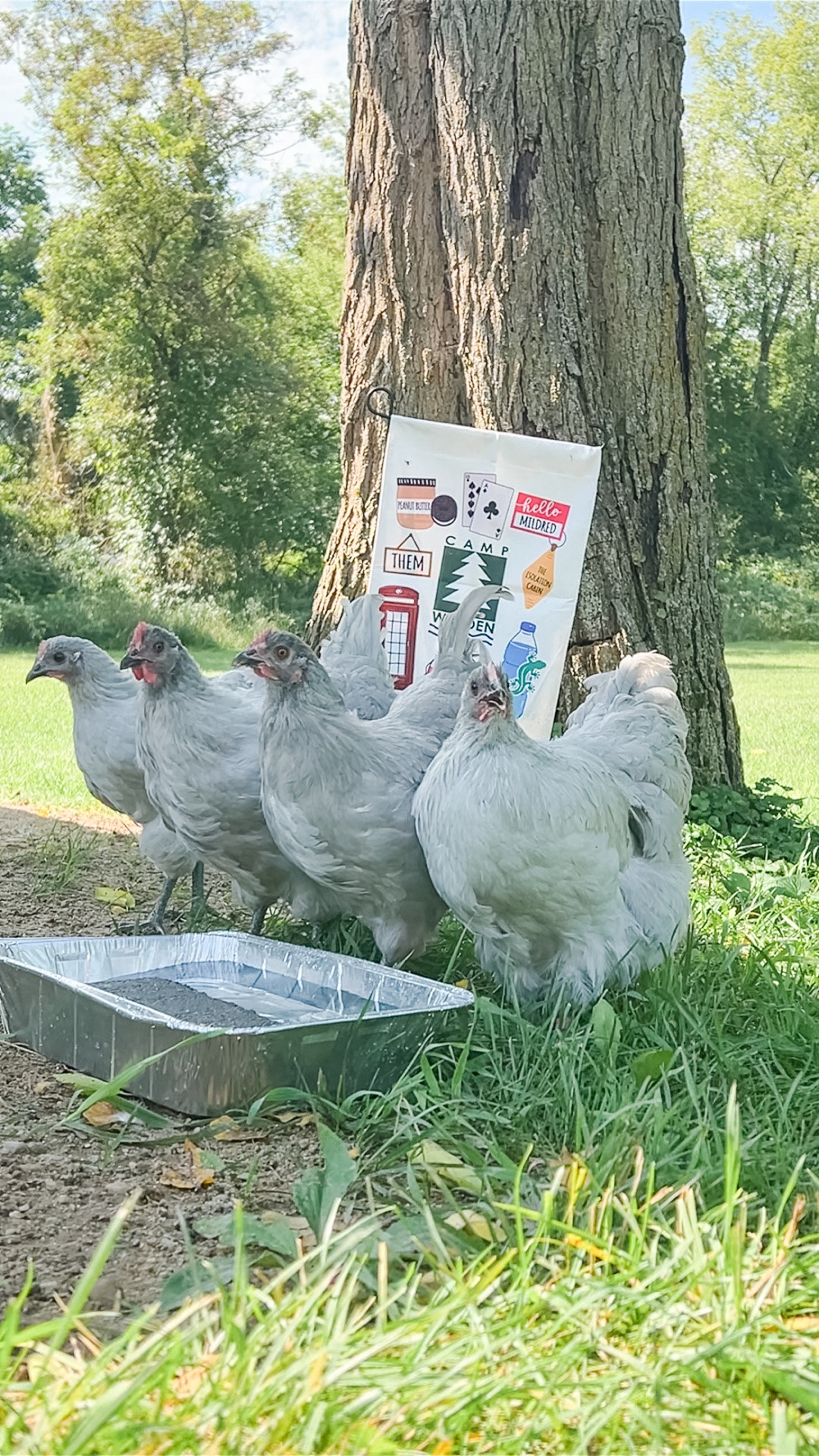 Heat wave chicken care 🐓☀️
With these extra-hot summer days, we’ve been adding a few simple things to help keep the girls cool, comfortable + hydrated:
• A shallow pan of cool water with a brick inside so they can stand on it and cool down through their feet
• Open water bowls around the run to encourage extra drinking — add meal worms for extra fun! 
• Corn + peas frozen into ice cubes for a cold treat and another little boost of hydration
• Plenty of ventilation inside the coop
• Fans running in both the coop + run to keep air moving
• A shaded run so they always have somewhere to get out of the direct sun
• Fresh, clean drinking water throughout the day — and on the hottest days I’ll add an ice pack to help it stay extra cool. Our insulated Omlet waterer actually does a great job keeping water cool in summer (and from freezing as quickly in winter), but a little extra help never hurts on extreme days!
• And one of my favorite things for peace of mind: our Blink cameras. I can check in on them when we’re away and make sure everyone is acting normally and no one is showing signs of overheating.
Keeping chickens comfortable in a heat wave really comes down to shade, airflow + LOTS of access to fresh water. 🤍🐓
What are your favorite tricks for keeping your flock cool in the summer?

Chicken coop, chicken run, chicken roost, chicken predator proofing, chicken ramp, chicken poop shelf, chicken security, chicken ventilation

#LTKdayinmylife #LTKmorningroutine #LTKSeasonal
