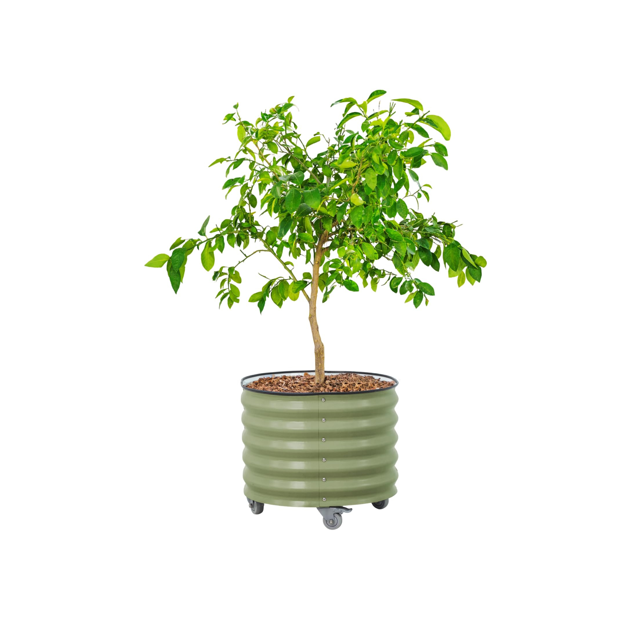 Rolling Metal Citrus Tree Planter Pot, 24″ Round Planter Box for Porch Patio & Backyard, 30 Gal... | Amazon (US)