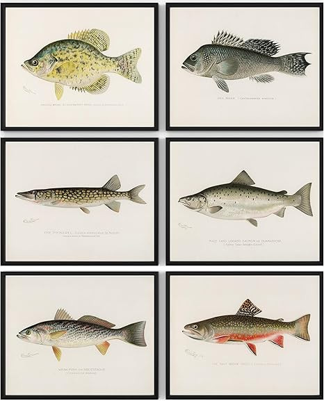 Vintage Fish Wall Art Prints (Set of 6) - Unframed - 8x10s | Fishing Dcor | Vintage Decor | Kitch... | Amazon (US)