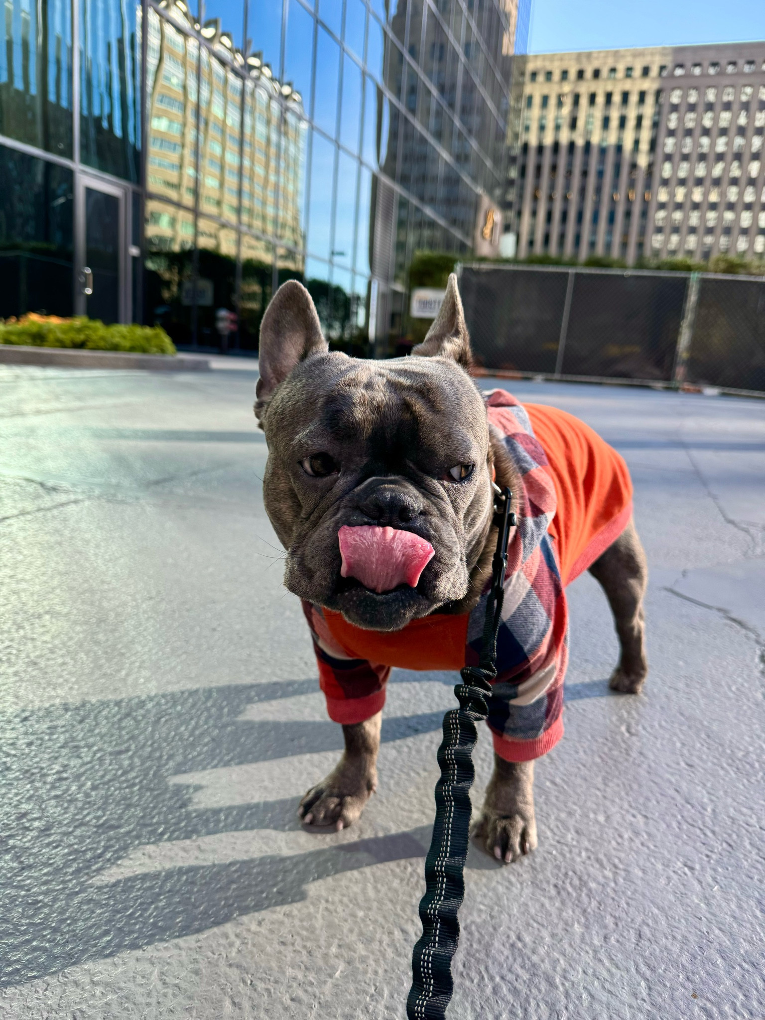 Fall fashion isn’t just for humans! 🍁🍂 Keep your pup 🐾 cozy and stylish with this adorable flannel hoodie—perfect for chilly walks and cute photo ops 🧡 And for hands-free convenience, this leash is a game-changer! Ideal for dog lovers who want their furry friend to stay warm, look fabulous, and make walks easier!

Frenchie | 29lbs | Size M

#LTKStyleTip #LTKSeasonal #LTKActive