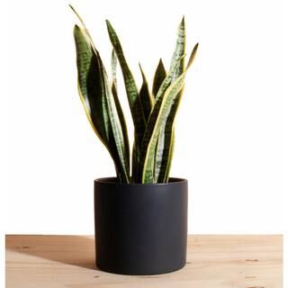Shop Succulents Snake Plant in 6 in. Modern Ceramic Black Planter Pot 1-SNAKE-CYL-B-6 | The Home Depot