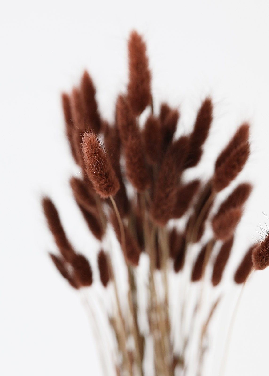 Chocolate Bunny Tails - 16-24" Tall | Afloral (US)