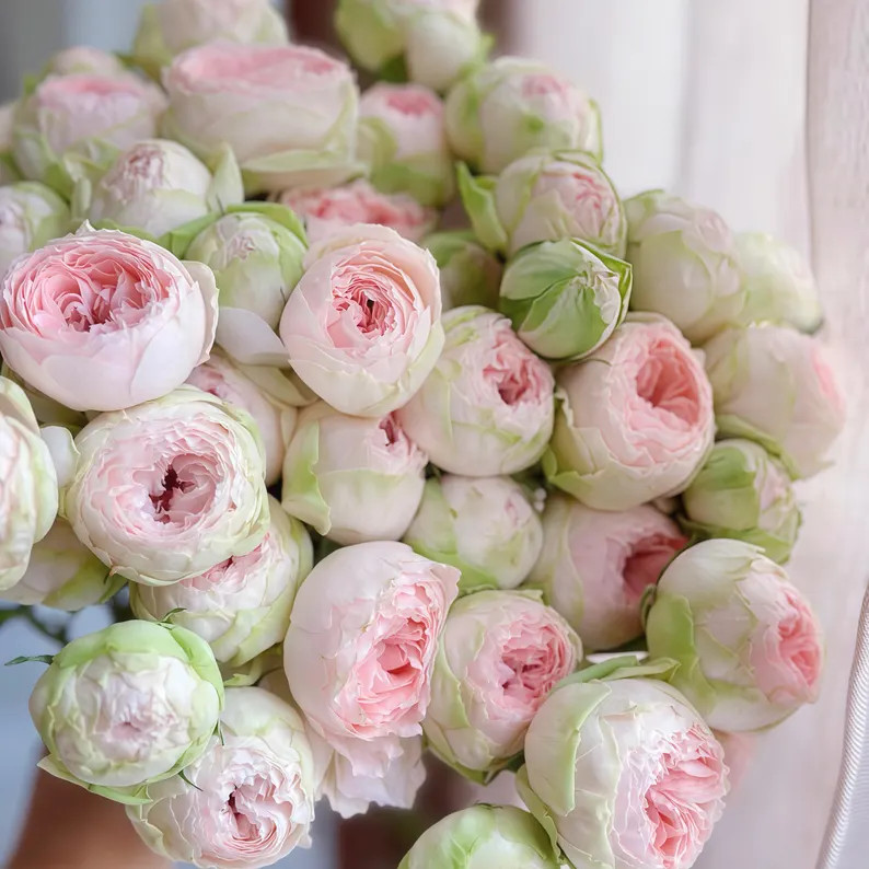 Baby Chameleon. 宝贝变色龙 Japanese Cut Rose. - Etsy | Etsy (US)