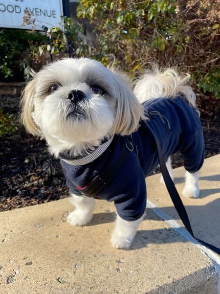 Super cozy in this fleece jumpsuit. Size XS fits Ralphie like a glove. He is a 15 pound male Shih Tzu. 

Dog pet winter coat jacket clothes 

#LTKbaby #LTKkids #LTKfamily