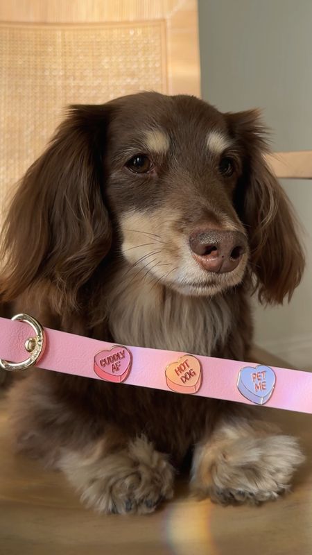 Customizable charm collars for dogs, chic accessories for dogs, Valentine’s Day accessories for dogs

#LTKGiftGuide #LTKfindsunder50