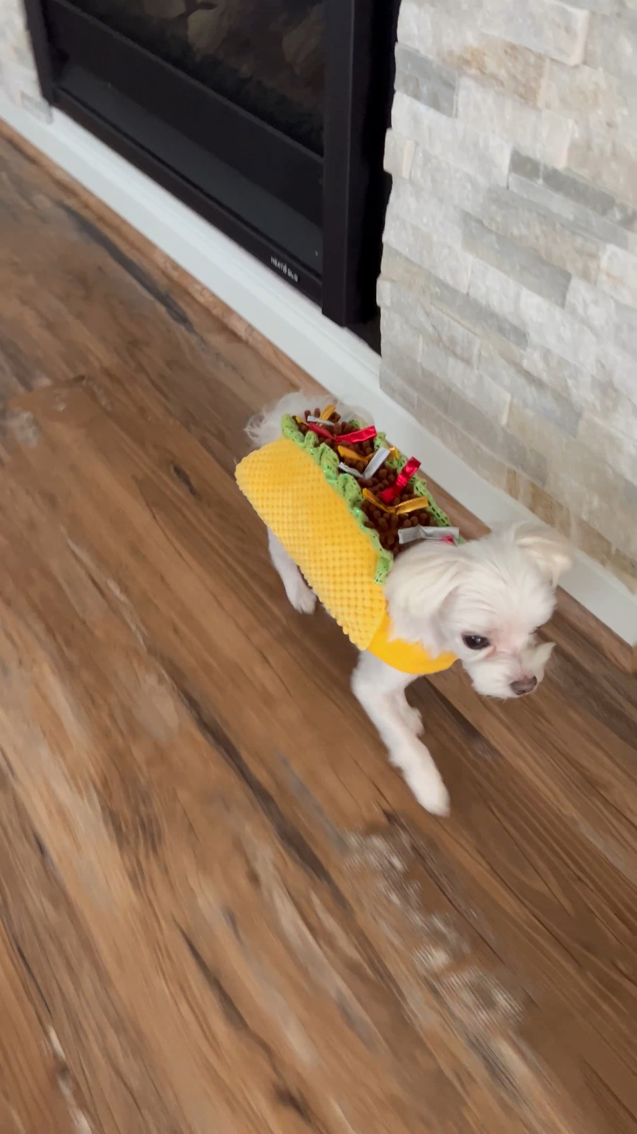 Petco dog and cat taco costume in size XS. Perry's measurements chest 13.5" and 9" length #dogcostume #doghalloween #petco#LTKunder50 

#LTKHalloween #LTKSeasonal