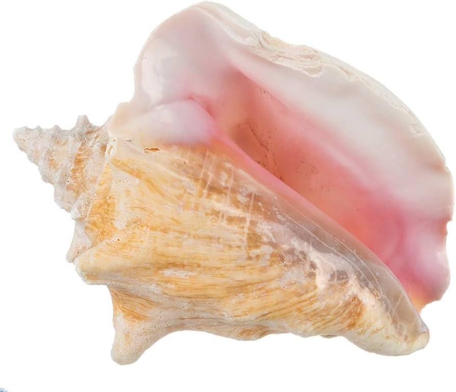 Conch Shell Decor - Seashell Decor - 6-8" Large Sea Shell - Shells for Decoration - Large Seashel... | Amazon (US)