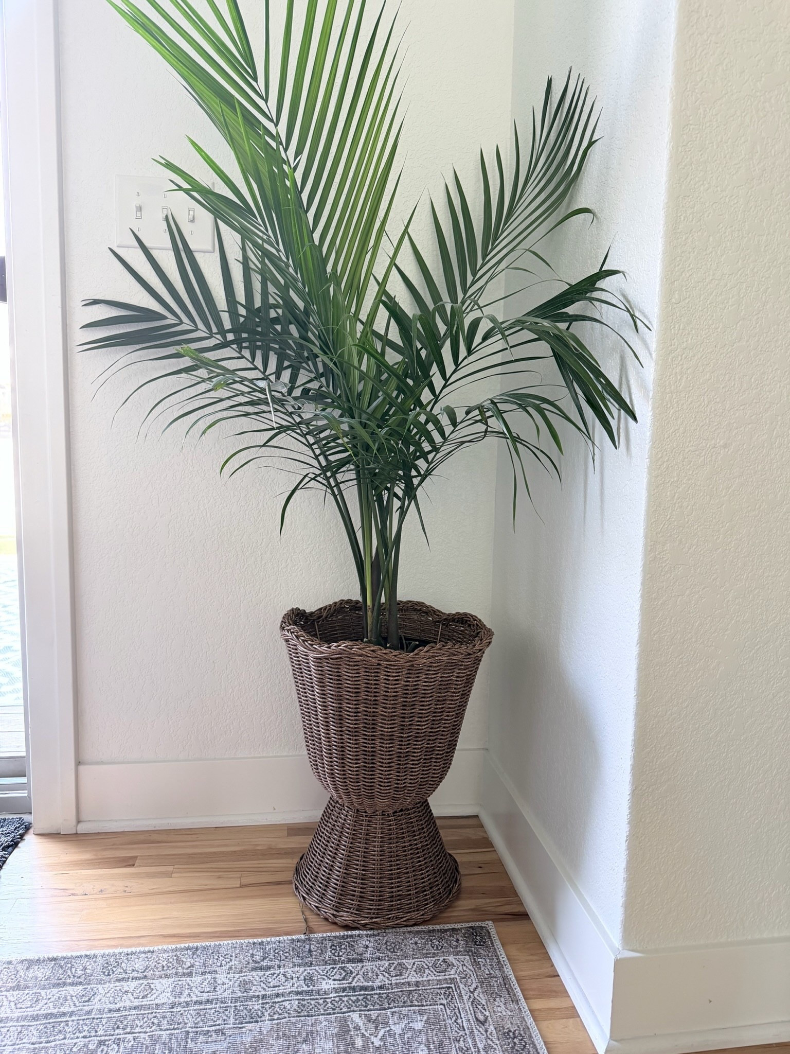 Just snagged my new planter for under $40! 

#LTKHome