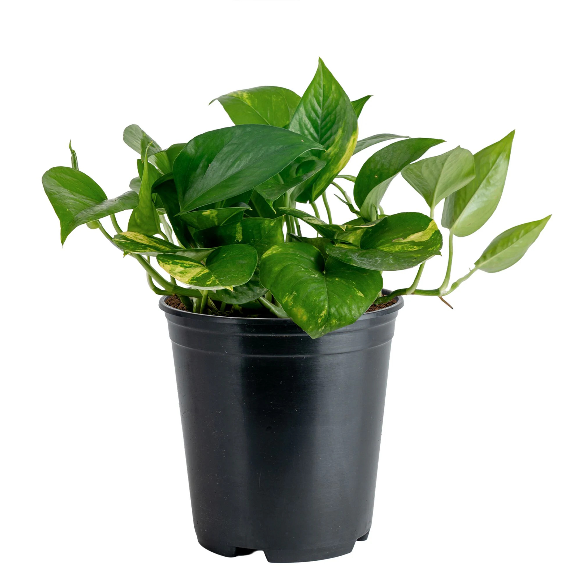 Costa Farms Devil's Ivy Golden Pothos House plant in 5 Inch(es) Pot 1 -Pack one_size | M-EPI-G-POT-01-LW | Lowe's