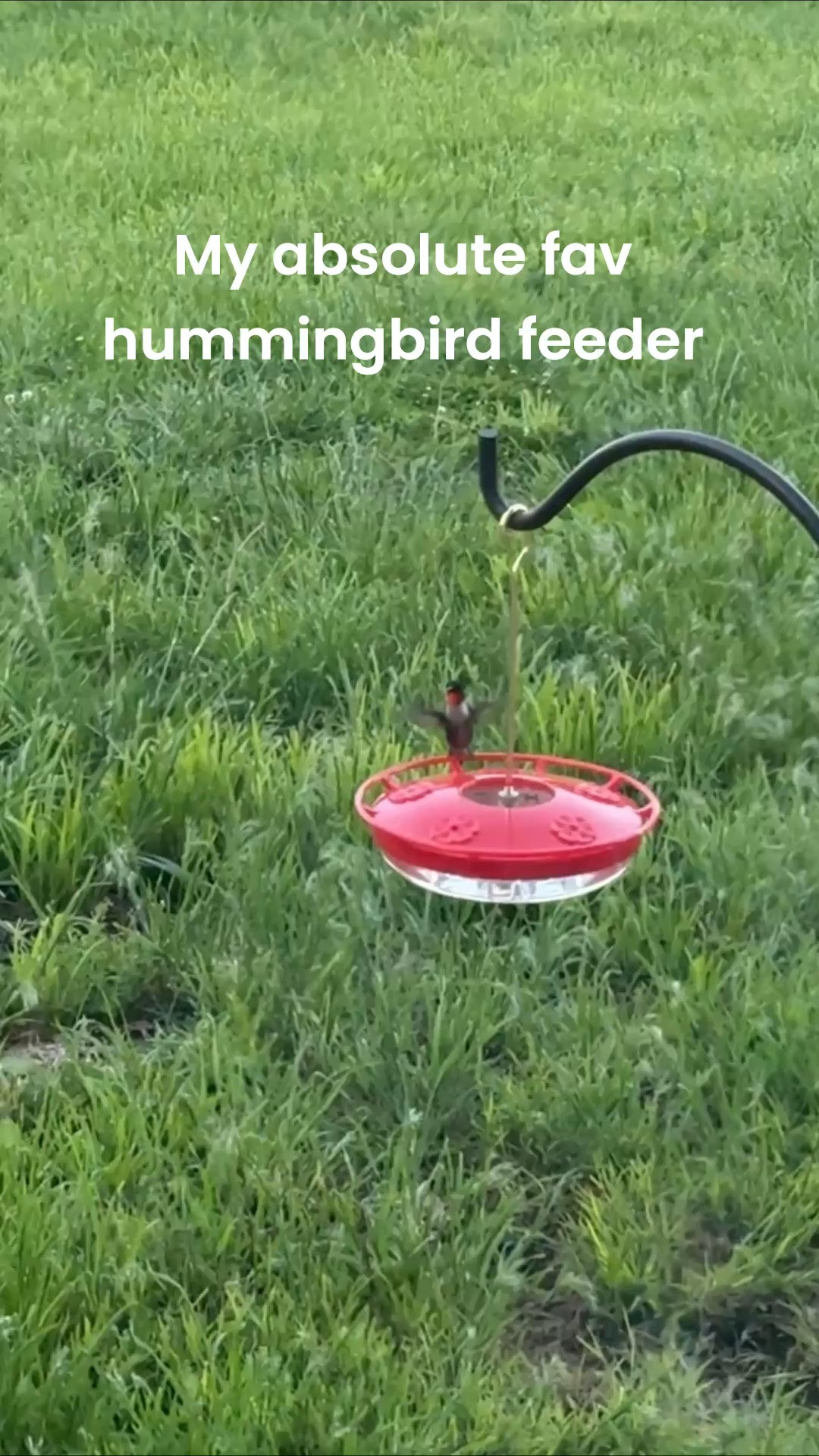 I just read - know is the time to put out your feeder! Hummingbirds aren’t looking for mates or protecting their territory and they are really hungry! I love this one ❤️ super easy to clean, the bees aren’t in the syrup and the birds love it. 

Make your own syrup - 4 cups water to boiling, slowly add 1 cup sugar and dissolve. Then look cool and fill it up! That fills 2 of these and enough for one refill. ❤️

#LTKOutdoor #LTKNature
