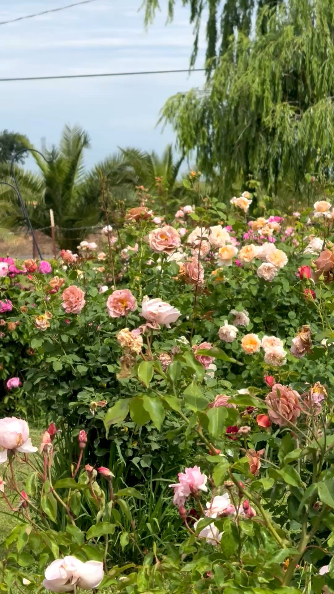 Gorgeous garden roses at my family flower farm! I shared the soil we use, the drippers and a few gorgeous garden roses we love! ❤️

#LTKdayinmylife #LTKSeasonal #LTKHome