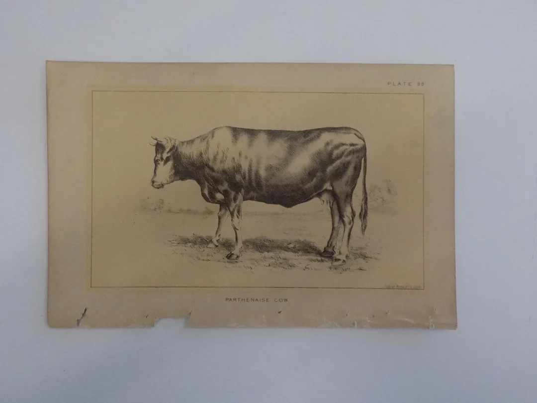 FREE SHIPPING!!!! Animals, Cows, Bulls, Cattle, Farm, Antique, Lithograph | Etsy (Global)