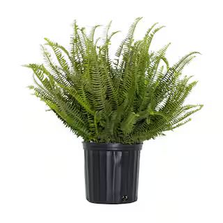 United Nursery Kimberly Queen Fern Plant in 9.25 inch Grower Pot 20286 - The Home Depot | The Home Depot